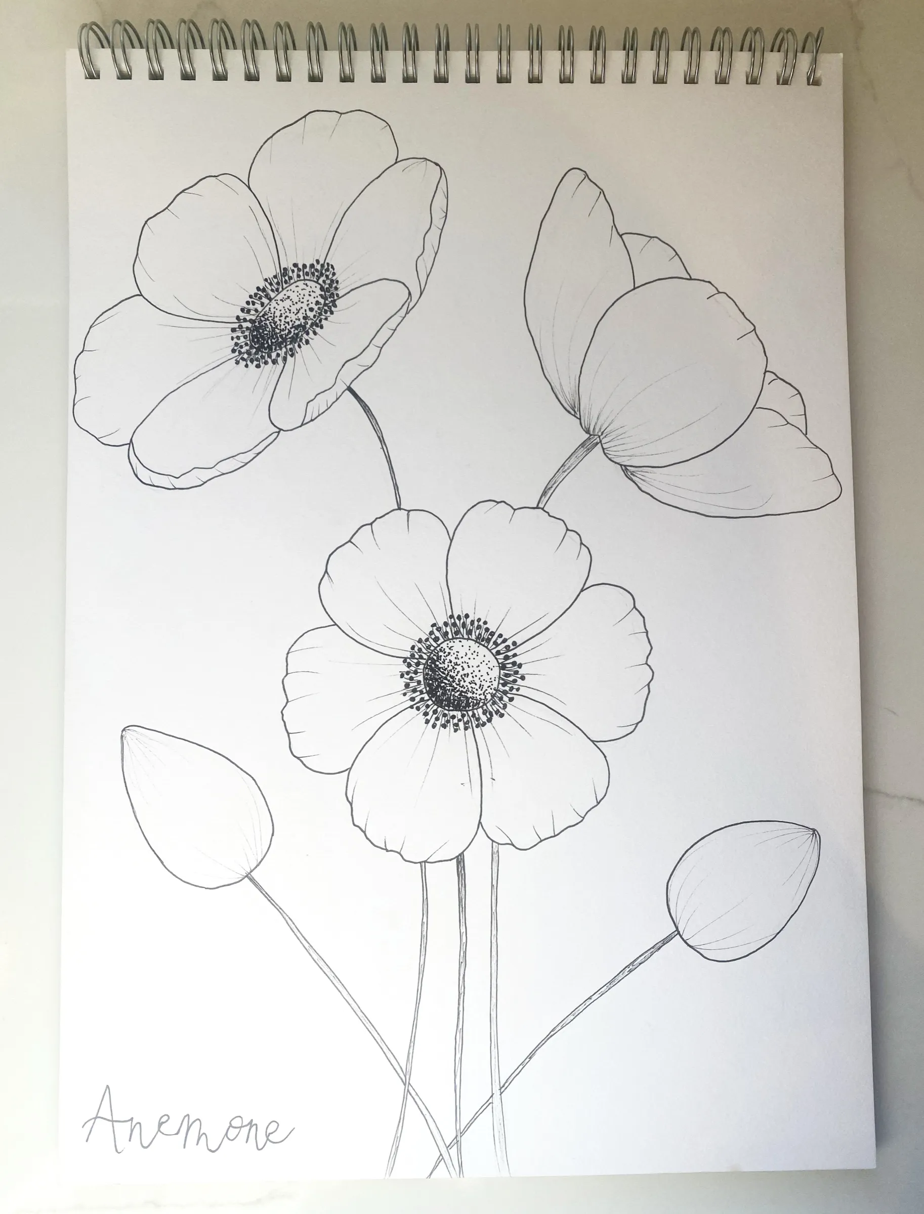 Anemone: pen line drawing in Kate Canning's sketchbook