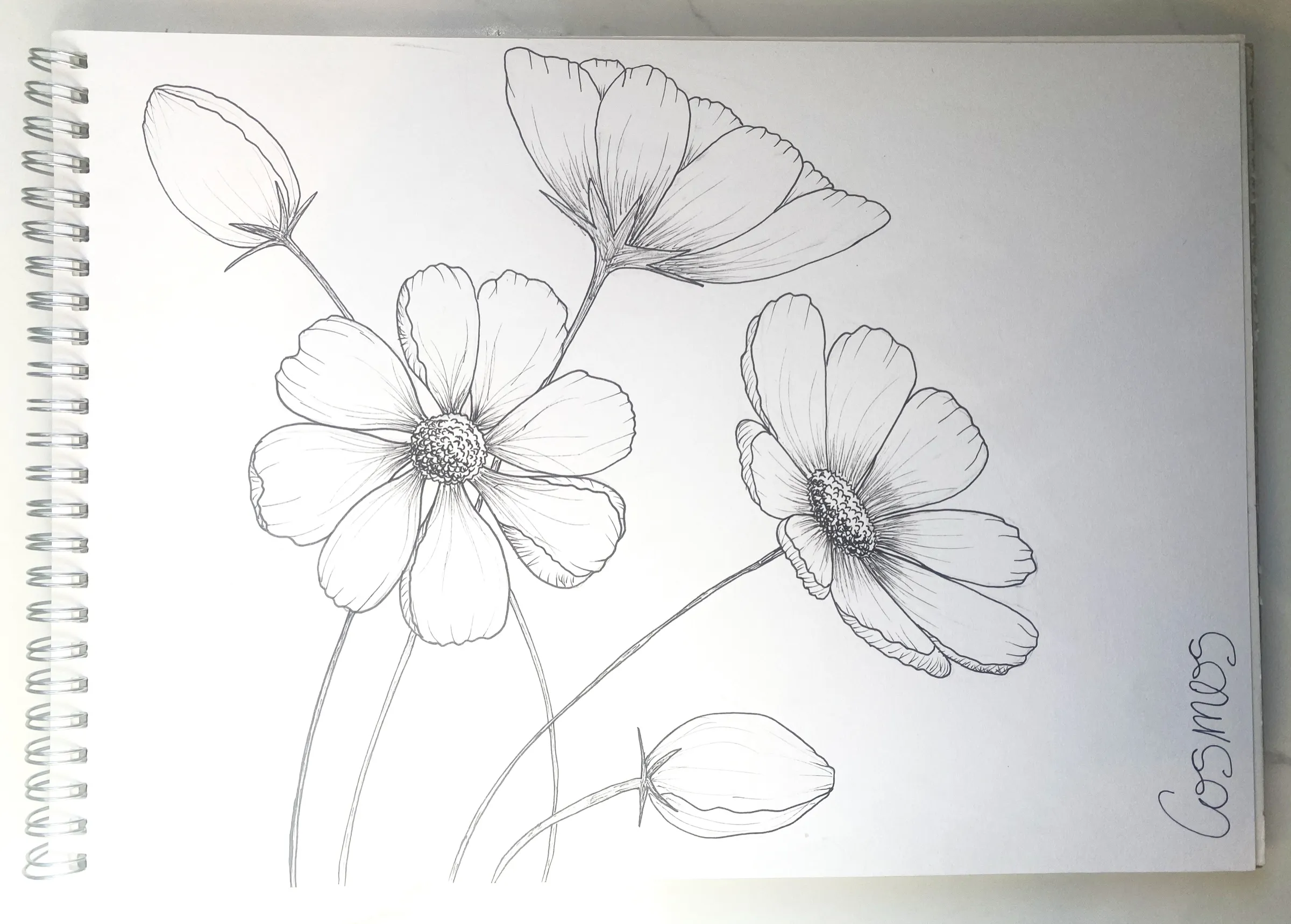 Cosmos: pen line drawing in Kate Canning's sketchbook