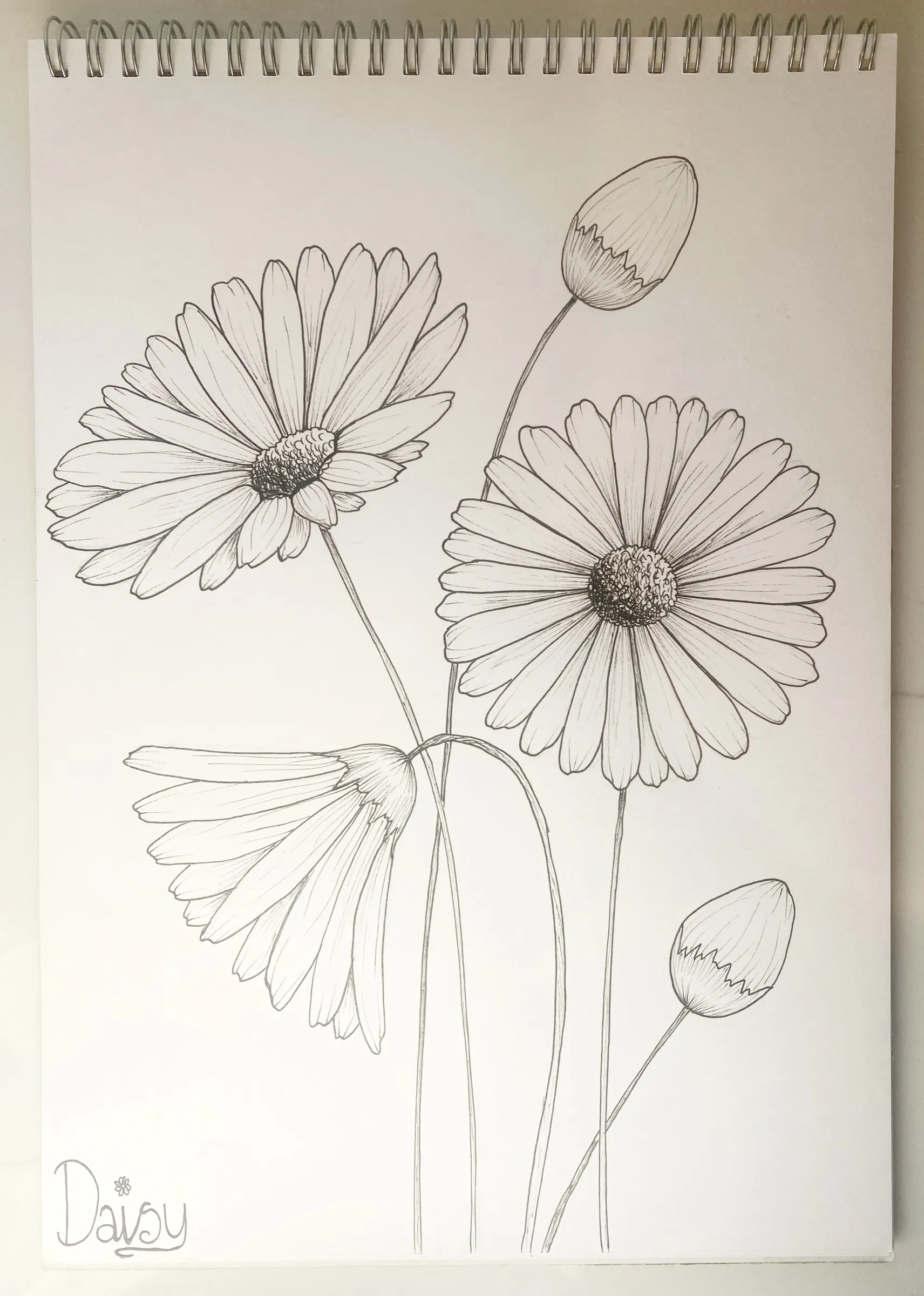 Daisy: pen line drawing in Kate Canning's sketchbook