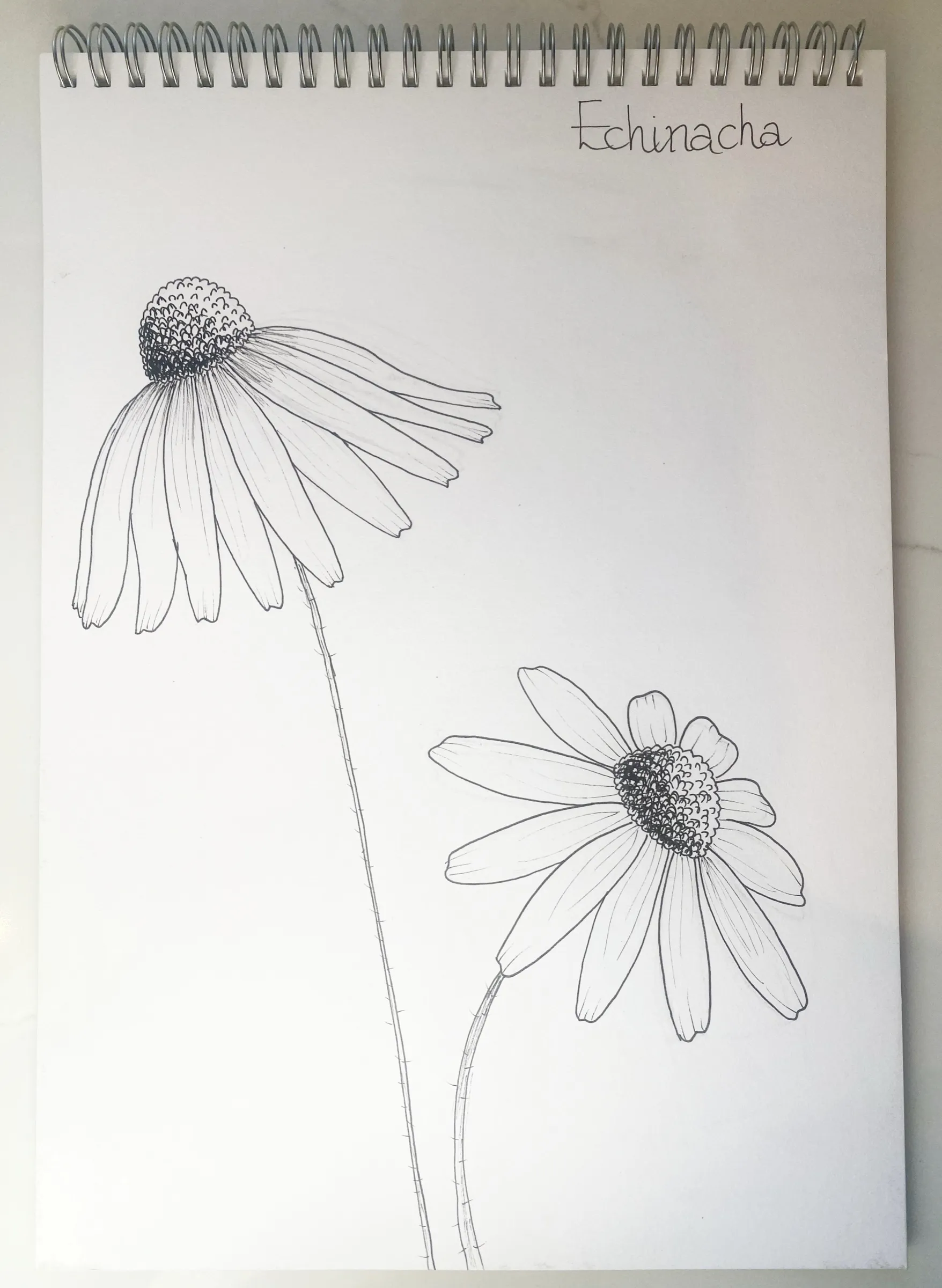Echinacea: pen line drawing in Kate Canning's sketchbook