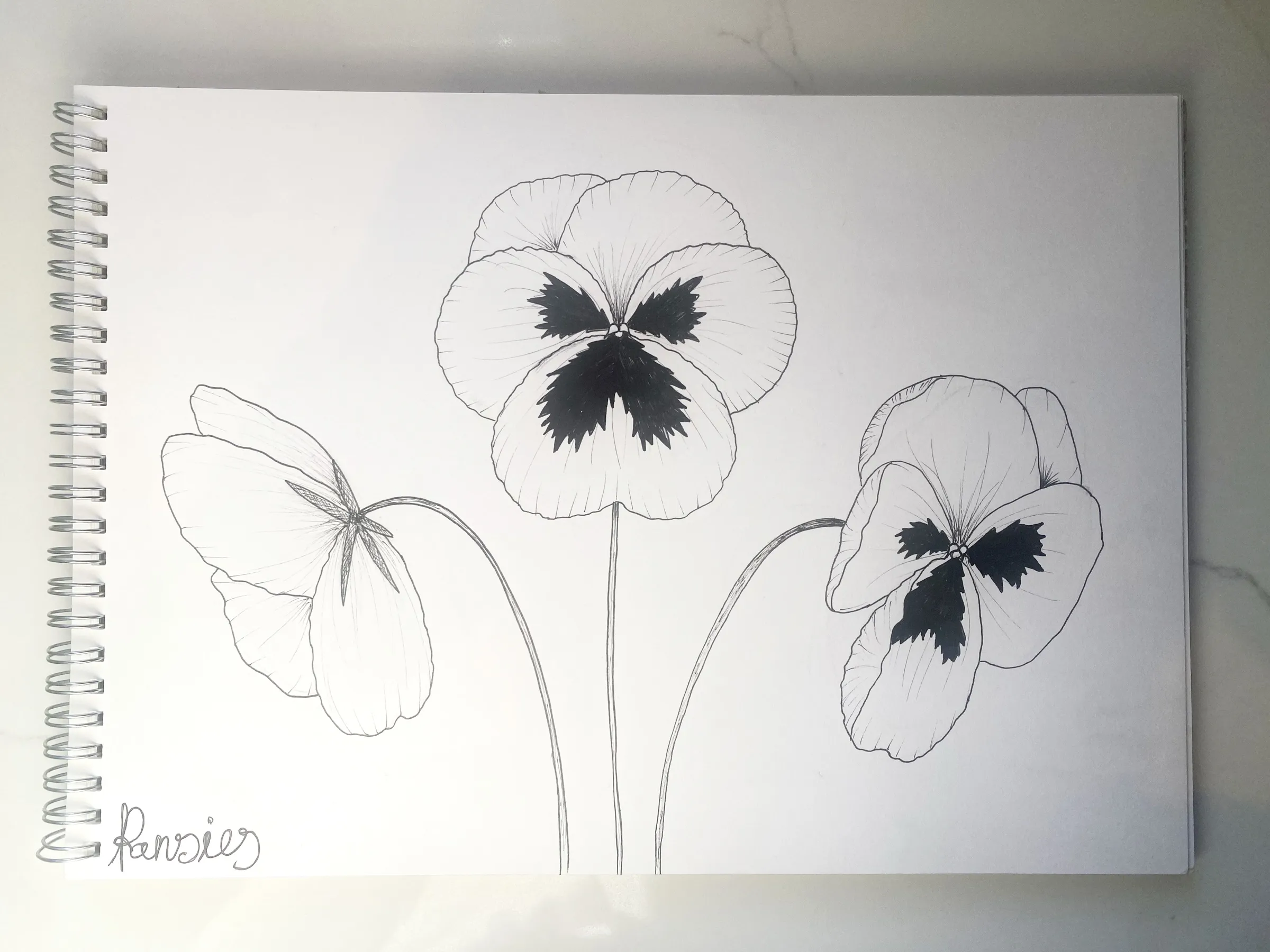 Pansies: pen line drawing in Kate Canning's sketchbook